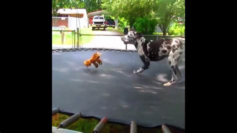 Incredible Dogs Playing On The Trampoline Funny Videos Youtube