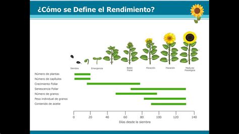 Total Imagen Ciclo Del Cultivo De Girasol Abzlocal Mx