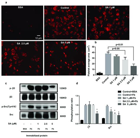 Sanguinarine Dose Dependently Represses Human Platelet Spreading On The