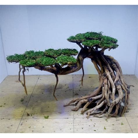 Jual Bonsai Aquascape Aquarium Akar Kayu Rasamala Senggani Unik Sudah