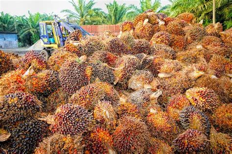 Harga Sawit Di Jambi Minggu Ini Naik Cek Daftar Harganya