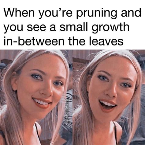 Succulent-meme-leaf-growth - SUCCULENTdotCARE