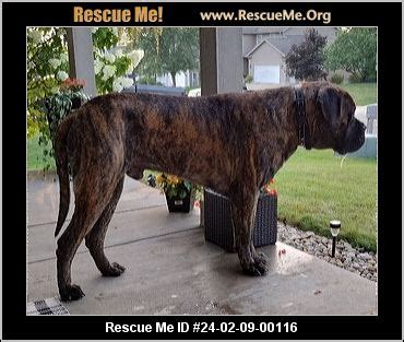 - Ohio Dog Rescue - ADOPTIONS - Rescue Me!