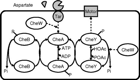 Figure 1 From Modeling Of Signal Transduction For Bacterial Chemotaxis