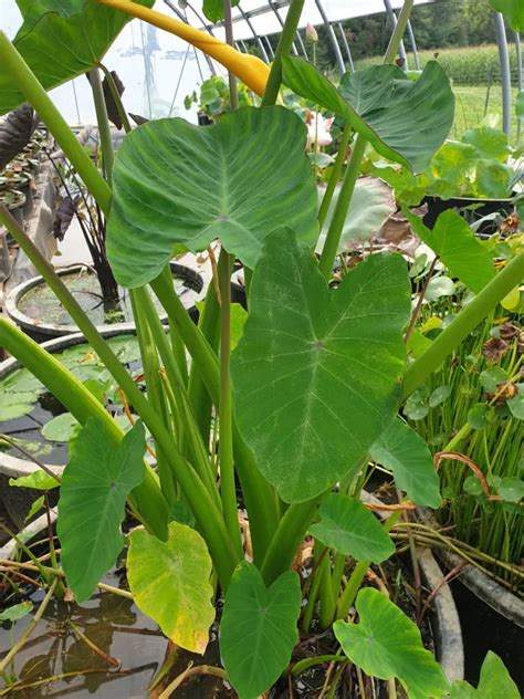 Colocasia Esculenta Plantes Aquatiques