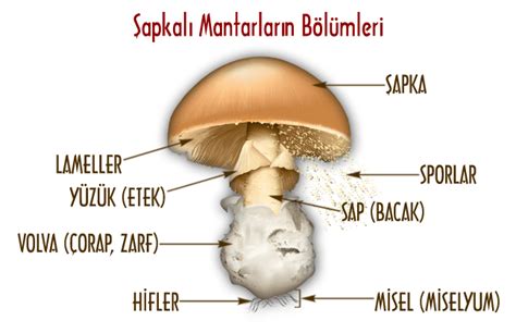 Mantar Fungi Alemi Nedir Mantarların Yapısı ve Genel Özellikleri