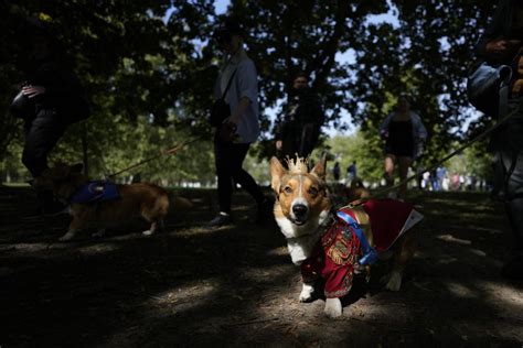 Corgis parade outside Buckingham Palace to remember Queen Elizabeth II ...