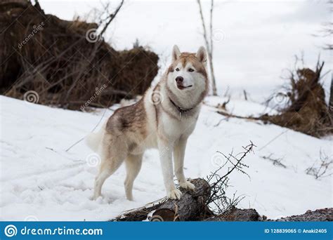 Retrato Del Husky Siberiano Lindo De La Raza Del Perro Que Se Coloca En