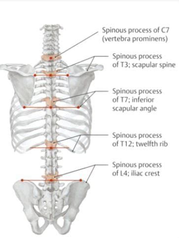 Functional Anatomy Neck Spine Flashcards Quizlet