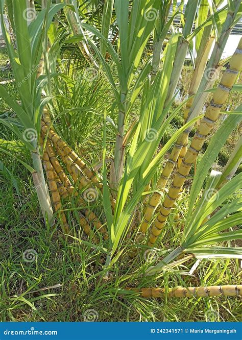 Yellow Sugar Cane Trees Fresh Sugar Cane Tree Growth In The Field