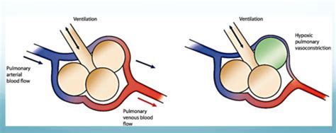 Physiology Pulmonary Circulation Flashcards Quizlet