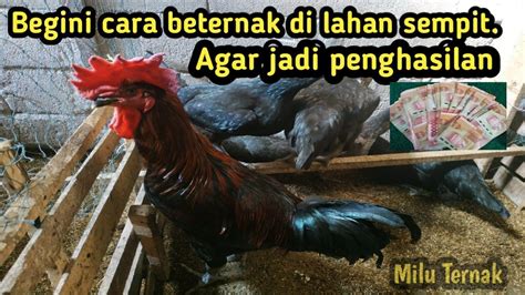 Hasil Telur Melimpah Dari Lahan Sempit Youtube