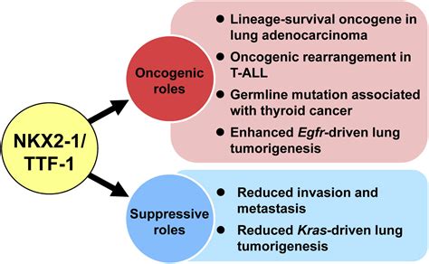 NKX2 1 TTF 1 An Enigmatic Oncogene That Functions As A Double Edged