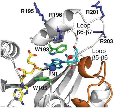 Model Of A1408 Bound In The Kamb Active Site An Adenine Nucleoside Was