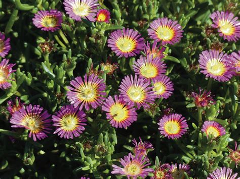 Vivaces Couvre Sols Longue Floraison Qu Il Faut Avoir