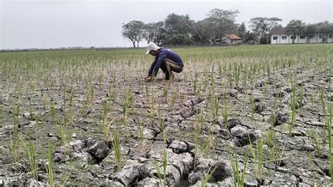 Atasi Kekeringan Di Musim Kemarau Pemkab Bekasi Normalisasi Sungai Dan