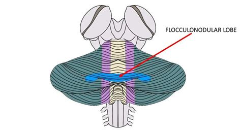 Flocculonodular lobe - definition