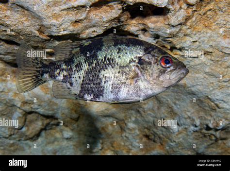 Baby Rock Bass Fish