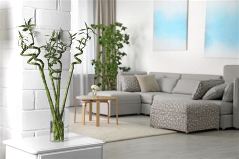 Top 10 Low Maintenance Indoor Plants And How To Care For Them Housing