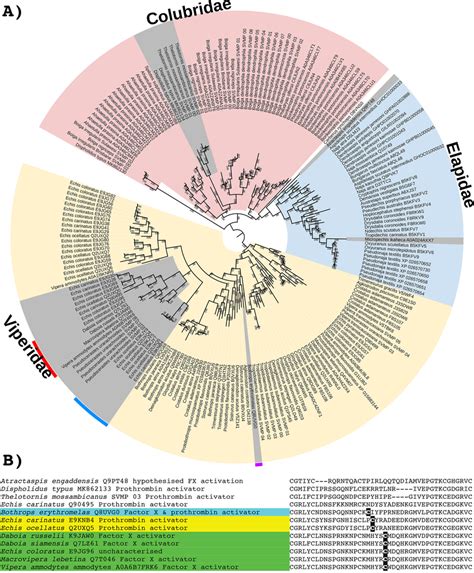 A Molecular Phylogenetic Reconstruction Of SVMP Toxins With The