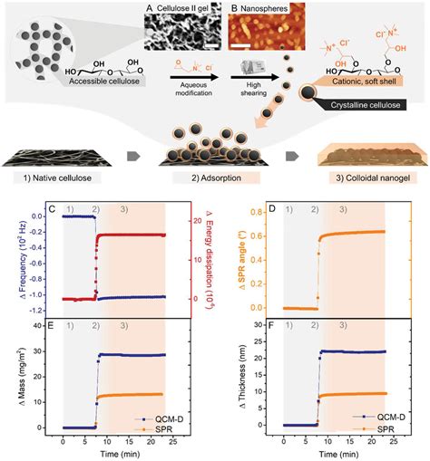 Self‐assembly Of Soft Cellulose Nanospheres Into Colloidal Gel Layers With Enhanced Protein