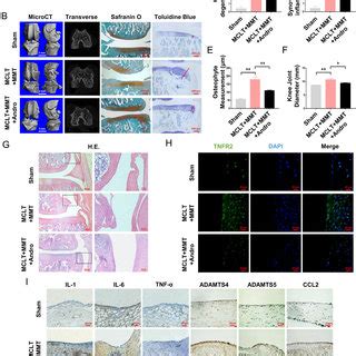 Effects Of Andro On The Progression Of OA In Vivo A Schematic Diagram