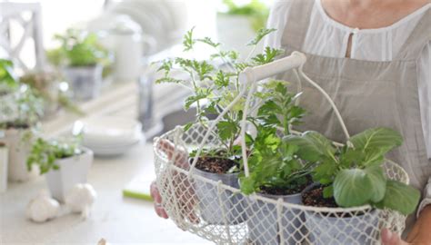 Can You Grow Vegetables Indoors? - Tenth Floor Living