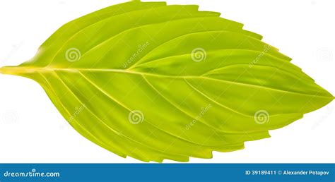 Mint Leaf Cartoon Vector Iconcartoon Vector Illustration Fresh