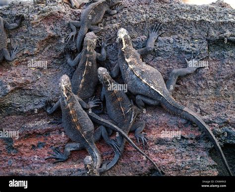 Iguana Marina De Gal Pagos La Iguana Marina Amblyrhynchus Cristatus