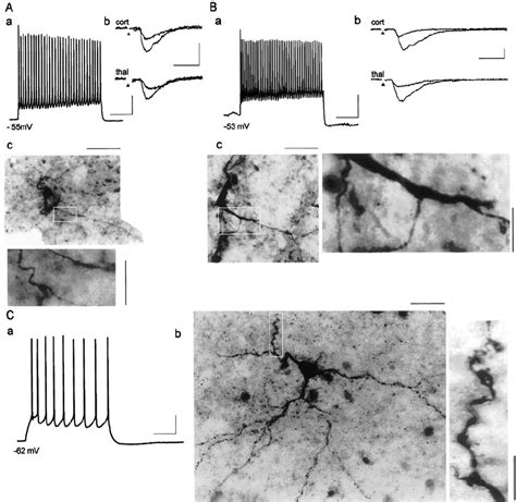 Synaptically Evoked Epscs Recorded From Neurons Identified