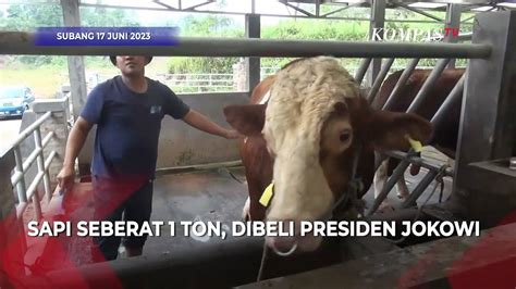 Penampakan Raja Sapi Simental Yang Dibeli Jokowi Dari Peternak Di