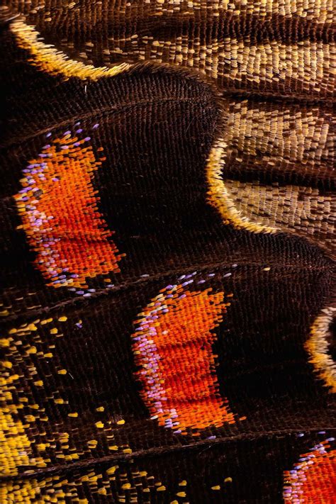 Chris Perani S Extreme Macro Photography Of Butterfly Wings