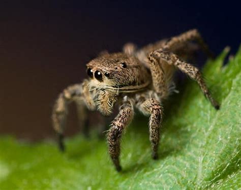 Habronattus Borealis Bugguide Net