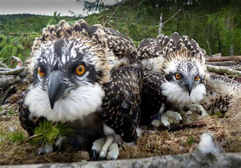 Dyfi Osprey Project Miles Penygelli Apartments