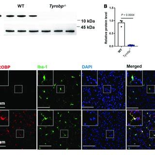 Western Blotting And Immunofluorescence Analysis Of Wild Type WT