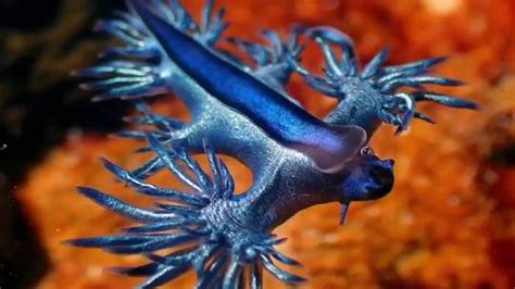 Rare Blue Dragon Spotted At Freshwater Beach In Sydney Australia