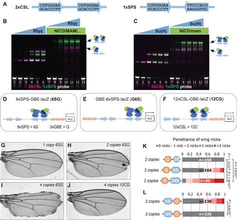 Figures And Data In Enhancer Architecture Sensitizes Cell Specific