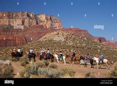 Pack Mules On The South Kaibab Trail Grand Canyon National Park