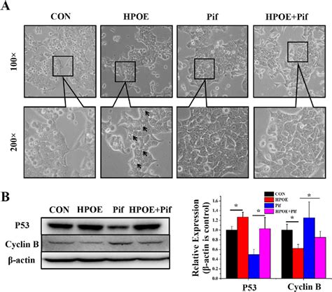 Hpoe Arrests Cell Cycle Of Hct Cells At G Phase Through P Cyclin