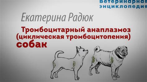 Тромбоцитарный анаплазмоз собак. Циклическая тромбоцитопения - YouTube
