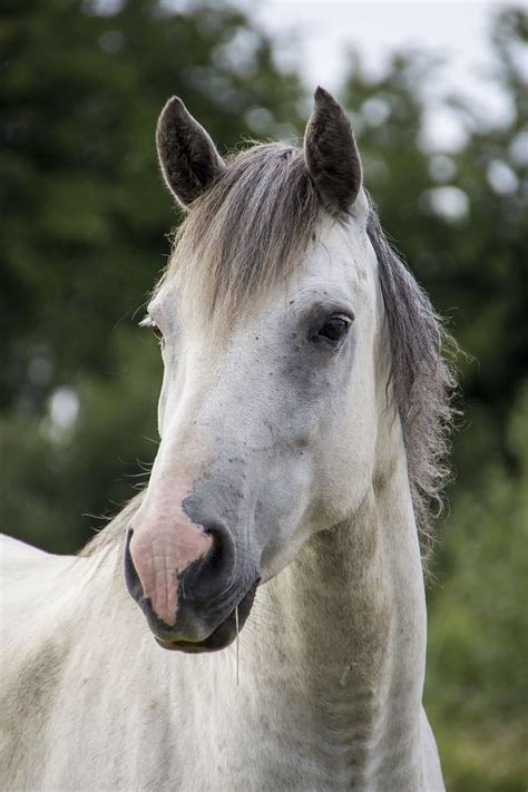 White Grey Horse White Horse Irish Horse Mammal Animal Stallion