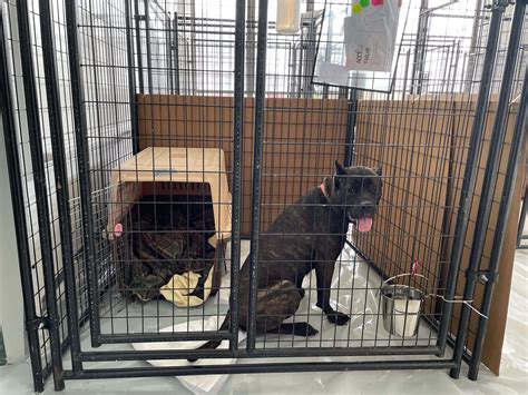 ACCT Philly’s Heroic Rescue: Abandoned Home in Philadelphia Yields