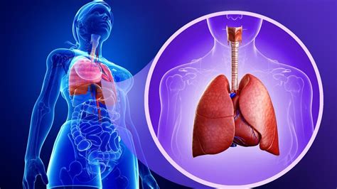 Conoce Hoy Mismo Cuales Son Los Tipos De Bronquitis Y Como Se The