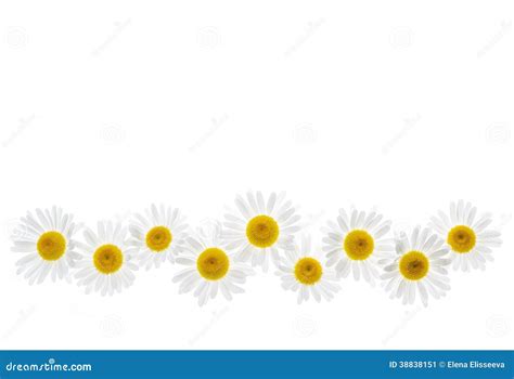 Daisy Flower Border Clip Art