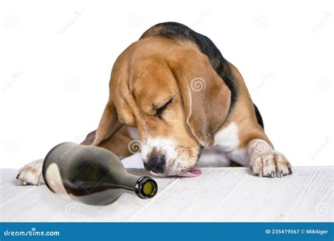 Funny Drunk Dog Drinking Wine From A Bottle Royalty Free Stock Photo