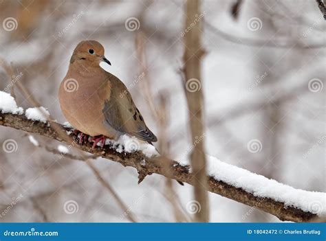 Mourning Dove Zenaida Macroura Stock Photo Image Of Avian