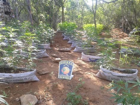 G Ciosac Erradica Mais De Mil P S De Maconha E Apreende G De