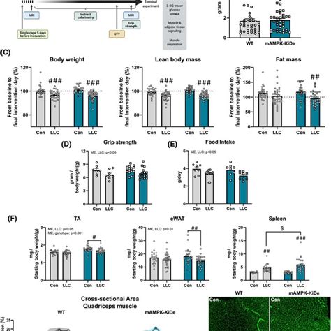 Loss Of Muscle Adenosine Monophosphateactivated Protein Kinase