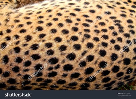 Cheetah Fur Texture Pattern Spots Stock Photo (Edit Now) 552375313