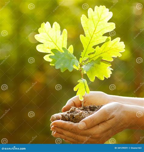 Oak Sapling In Hands Stock Image - Image: 34129591